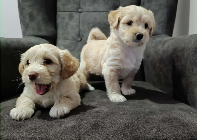 Maltipoo yavru